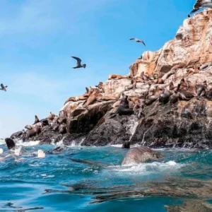 Tour a Islas Palomino