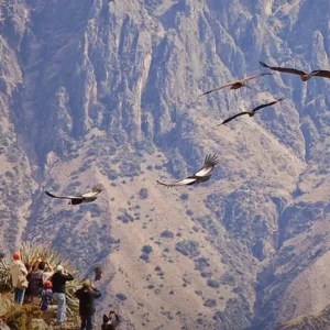 Tour Cañón del Colca 2D/1N