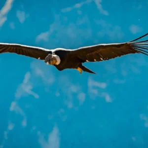Tour Cañón del Colca