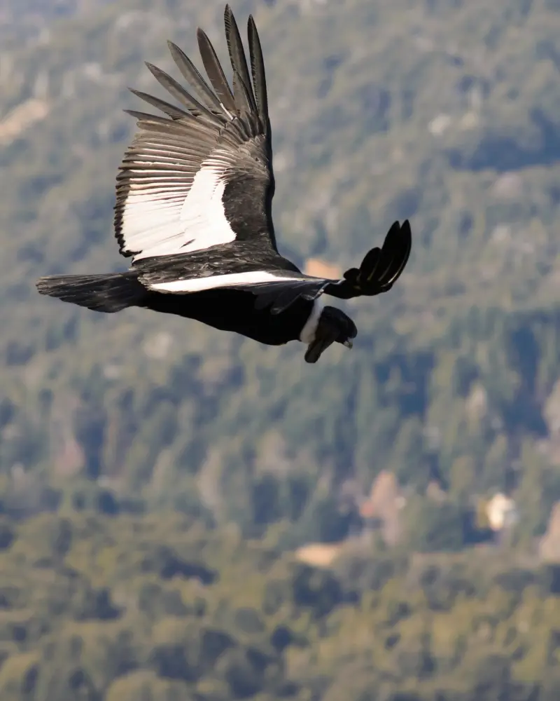 cañon de colca (1)