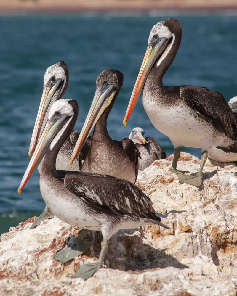 islas balletas (1)